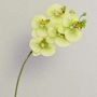 Ramo tessile di orchidea Phalaenopsis EMILIA, verde crema, 60cm