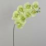 Ramo tessile di orchidea Phalaenopsis AURELIA, verde crema, 95cm