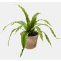 Felce artificiale Nestfarn FRANNY in vaso di terracotta, verde, 30 cm, Ø 30 cm