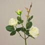 Rosa vellutata DELILAH, bianco crema, 55 cm, Ø 6 cm
