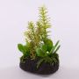 Composizione decorativa di piante grasse BAMBI con zolla, verde, 19 cm