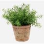 Erbe aromatiche artificiali Asparagus sprengeri LUCANO, vaso in terracotta, 20cm, Ø20cm