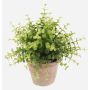 Erbe aromatiche artificiali Eucalipto LUCANO in vaso di terracotta, verde, 20 cm, Ø 20 cm