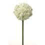 Allium finto SAMARA, bianco-verde, 75cm, Ø12cm