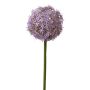 Allium finto SAMARA, lilla, 75cm, Ø12cm