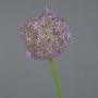 Allium finto SAMARA, viola, 75cm, Ø12cm
