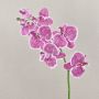 Ramo finto di orchidea Phalaenopsis CEDRA, bianco-viola, 75cm