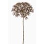 Heracleum finto ANSARI, marrone, 80cm, Ø22cm