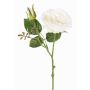 Rosa centifolia finta JUDY, crema, 40cm, Ø9cm
