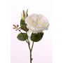 Rosa centifolia finta JUDY, crema, 40cm, Ø9cm