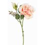 Rosa centifolia finta JUDY, crema-rosa, 40cm, Ø9cm