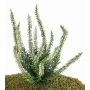 Erica finta IMKE su stelo, crema, 25cm, Ø1cm