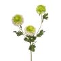 Ramo decorativo Scabiosa caucasica ANAYS, bianco-verde, 80cm