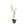 Orchidea in tessuto Phalaenopsis KATALIN, vaso decorativo, color crema, 80 cm