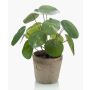 Succulenta artificiale "pianta delle monete" SYBIL in vaso di terracotta, verde, 20 cm