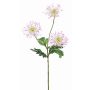 Crisantemo di plastica SOLVIE, bianco-rosa, 75cm, Ø11-12cm