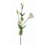 Lisianthus finto JUDIKA, bianco-verde, 70cm, Ø5cm