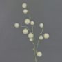 Allium finto EMRAH, crema, 80cm, Ø2-4cm