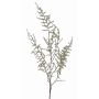Ramo decorativo di Asparagus acutifolius JOCHEN, verde, 130cm