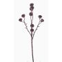 Ramo di eucalipto artificiale BASILIUS con frutti, marrone, 60cm
