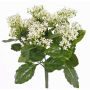Kalanchoe finta LORRE su stelo, zona trasversale, bianco, 35cm, Ø30cm