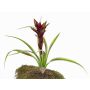 Guzmania di plastica ANELY, fiorita, su stelo, rossa, 40cm