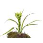 Guzmania di plastica ANELY, fiorita, su stelo, verde, 40cm