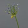 Allium finto KATYNA, blu, 70cm
