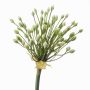 Allium finto KATYNA, crema, 70cm