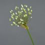 Allium finto KATYNA, crema, 70cm