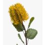 Banksia finta CONAKIR, giallo, 55cm