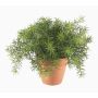 Pianta artificiale Asparagus sprengeri MONET in vaso di terracotta, 20 cm