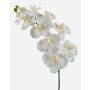 Ramo finto di orchidee Phalaenopsis ANAT, crema, 100cm