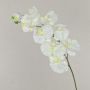Ramo finto di orchidee Phalaenopsis ANAT, crema, 100cm