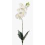 Orchidea phalaenopsis finta ISIS, su stelo, bianco, 60cm