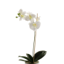 Orchidea phalaenopsis finta ISIS, su stelo, bianco, 60cm