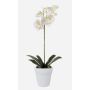 Orchidea Phalaenopsis ISIS in plastica, vaso in ceramica, bianco, 55 cm