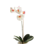 Orchidea phalaenopsis finta ISIS, su stelo, bianco-rosa, 60cm