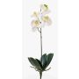 Orchidea phalaenopsis finta ISIS, su stelo, bianco, 40cm