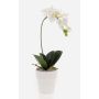 Orchidea Phalaenopsis in plastica ISIS, vaso in ceramica, bianco, 40 cm