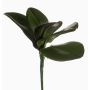 Ramo di orchidea Phalaenopsis di plastica NIUT, su stelo, verde, 25cm
