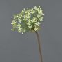 Allium finto BRAIS, bianco, 90cm