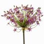 Allium finto BRAIS, viola, 90cm