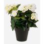 Begonia finta DOBRADA, crema, 30cm