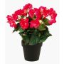 Begonia finta DOBRADA, rosa, 30cm