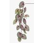 Ramo di begonia rex finta MEIRA, verde-rosa, 110cm