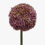 Allium finto BOUTROS, viola, 75cm