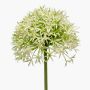 Allium finto ARNAU, verde crema, 60cm
