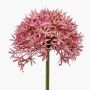 Allium finto ARNAU, fucsia, 60cm