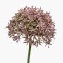 Allium finto ARNAU, rosa, 60cm